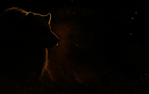 Grizzly Nova: what’s new in the API CLI?"
